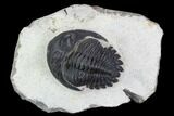 Detailed Hollardops Trilobite - Visible Eye Facets #125213-4